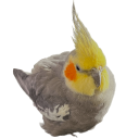 gus