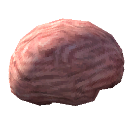 human-brain