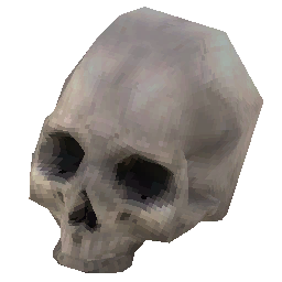 polished-human-skull