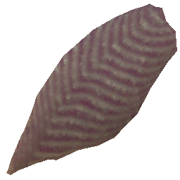 raw-darkwater-fish-filet