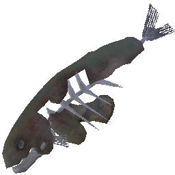 rotten-fish