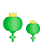 poppy