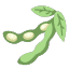 soybean