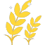 wheat