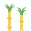 sugar-cane