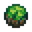 kelp-dumpling
