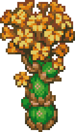 large-gilded-aloe