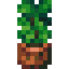 potted-abyss-tree