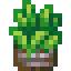 potted-land-algae