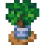 potted-lush-tree
