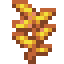 sun-kelp