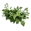 Plant Fuel