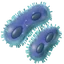 Iron bacteria