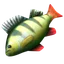 Raw fish