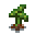 coconut-sapling