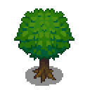 lemon-tree