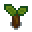 oak-sapling