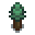 pine-sapling