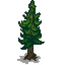 pine-tree