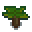 spruce-sapling