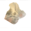 chitin