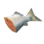 raw-fish